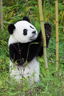 Sichuan: Giant Panda (Ailuropoda melanoleuca), two years