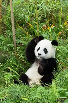Sichuan: Giant Panda (Ailuropoda melanoleuca), two years