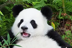 Pandas: Giant Panda (Ailuropoda melanoleuca), two years