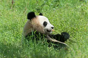 Melanoleuca: Giant Panda (Ailuropoda melanoleuca), two years