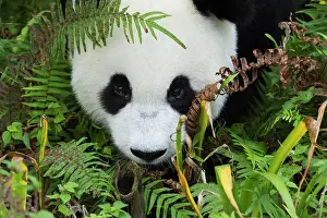 Pandas: Giant Panda (Ailuropoda melanoleuca), two years