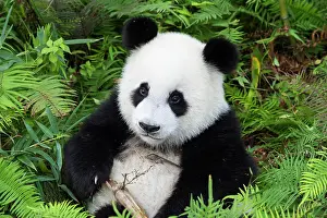 Pandas: Giant Panda (Ailuropoda melanoleuca), two years