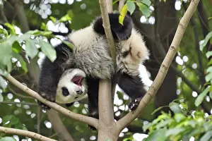 Phytophage: Giant Panda (Ailuropoda melanoleuca) young in a