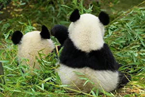 Melanoleuca: Giant Panda (Ailuropoda melanoleuca), two young