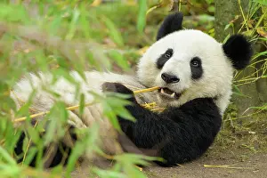 Melanoleuca: Giant Panda (Ailuropoda melanoleuca), young lying