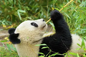 Melanoleuca: Giant Panda (Ailuropoda melanoleuca), young lying