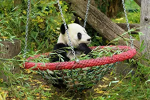 Swing: Giant Panda (Ailuropoda melanoleuca), young in swing
