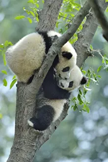 Phytophage: Giant Panda (Ailuropoda melanoleuca) youngs in a
