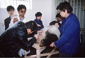 Scientific: GIANT PANDA - artificial insemination