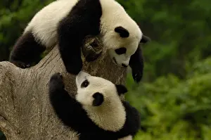Features: Giant panda babies (Ailuropoda melanoleuca) Family: