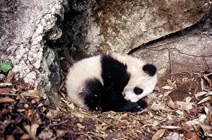 Dens: Giant Panda - Baby - 4 months