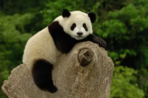 Melanoleuca: Giant panda baby (Ailuropoda melanoleuca)