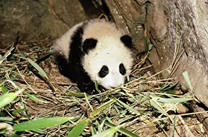 Dens: Giant Panda - baby in den, aged 4 months
