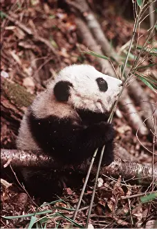 Rungnapa Sasitorn: GIANT PANDA - baby eating bamboo