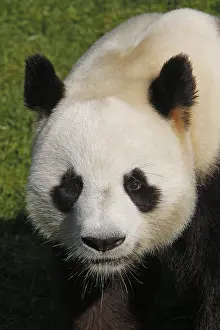 Panda: Giant panda, Bamboo Bear, Giant Pandas (ailuropoda