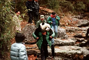 Study: Giant Panda - carried on man's back, tranquillised