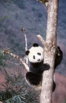 Panda: GIANT PANDA - climbing up tree