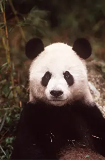 Pandas: GIANT PANDA - close-up of face