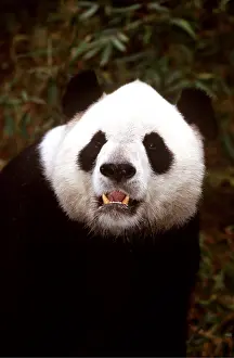 Pandas: GIANT PANDA - close-up of head