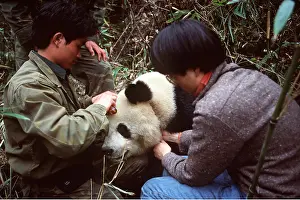 Study: GIANT PANDA - close-up of head with researchers
