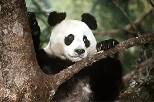 Pandas: GIANT PANDA - close-up in tree