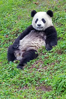 Chilling: Giant Panda controlled conditions