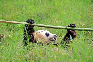 Weightlifting: Giant Panda controlled conditions