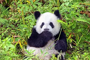 Surprised: Giant Panda controlled conditions
