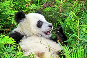 Laziness: Giant Panda controlled conditions