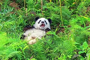 Laziness: Giant Panda controlled conditions