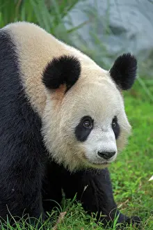 Giant Panda controlled conditions
