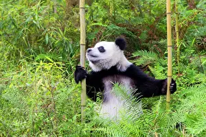 Chengdu: Giant Panda controlled conditions