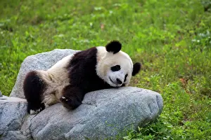 Chengdu: Giant Panda controlled conditions