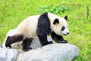 Chengdu: Giant Panda controlled conditions