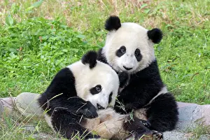 Chengdu: Giant Panda controlled conditions