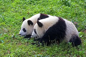 Pandas: Giant Panda controlled conditions