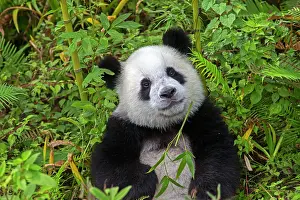 Pandas: Giant Panda controlled conditions
