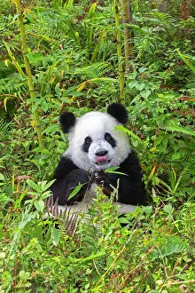 Pandas: Giant Panda controlled conditions