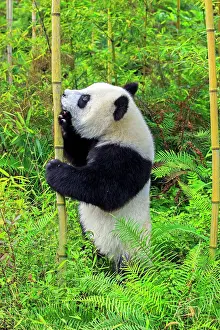 Pandas: Giant Panda controlled conditions