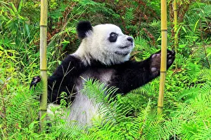 Pandas: Giant Panda controlled conditions