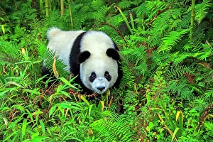 Pandas: Giant Panda controlled conditions