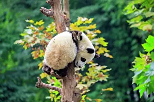 Pandas: Giant Panda controlled conditions
