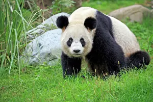 Pandas: Giant Panda controlled conditions