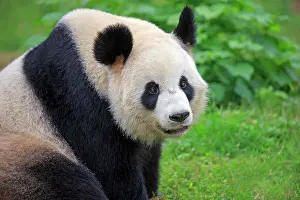 Pandas: Giant Panda controlled conditions