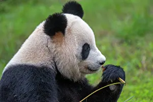 Pandas: Giant Panda controlled conditions