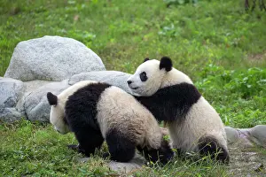 Pandas: Giant Panda controlled conditions