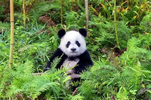 Pandas: Giant Panda controlled conditions
