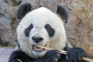 Pandas: Giant Panda controlled conditions
