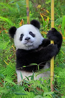 Panda: Giant Panda controlled conditions