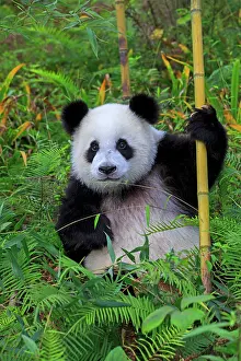 Panda: Giant Panda controlled conditions